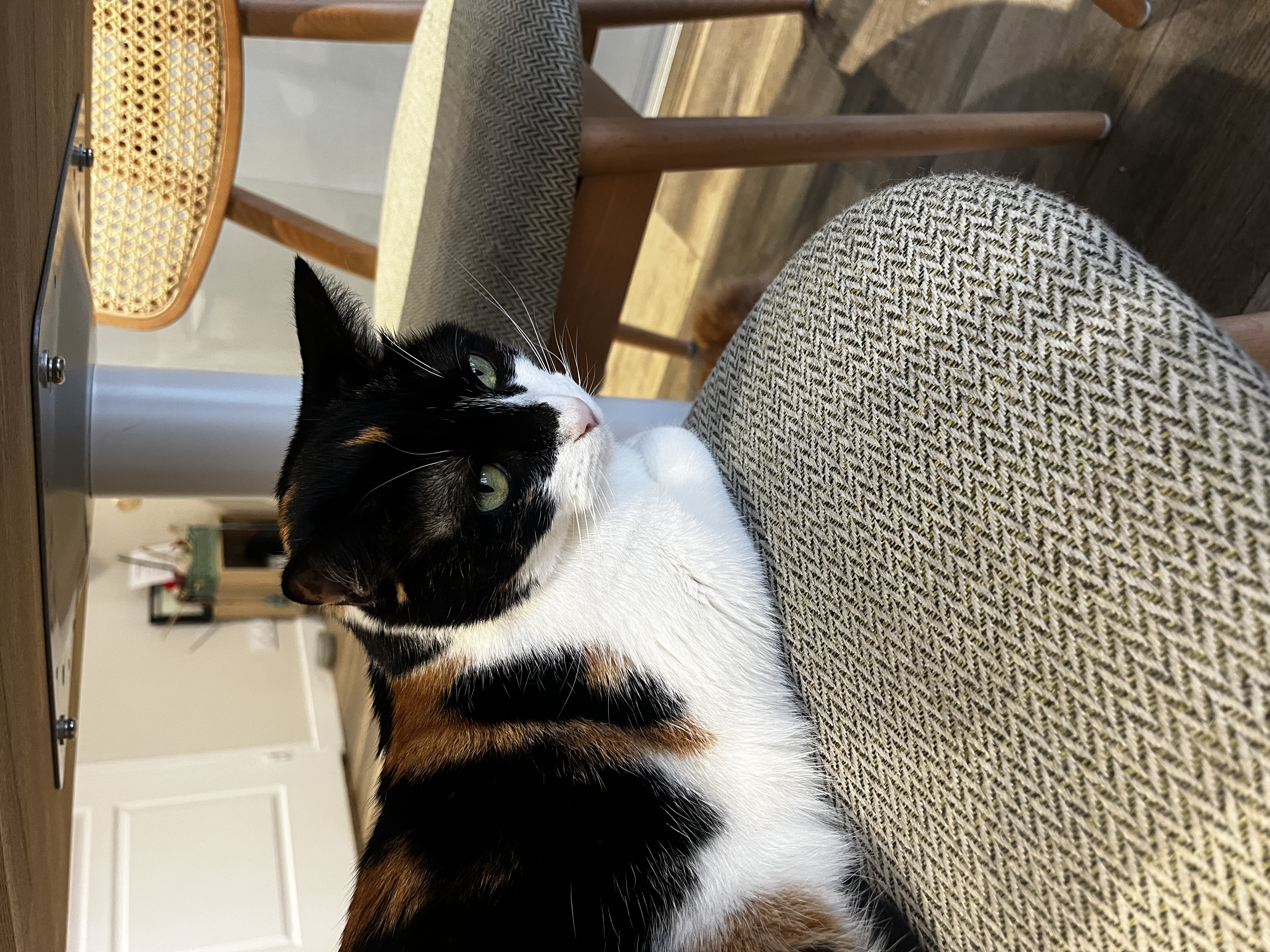 Pauline bar à chats et parfum