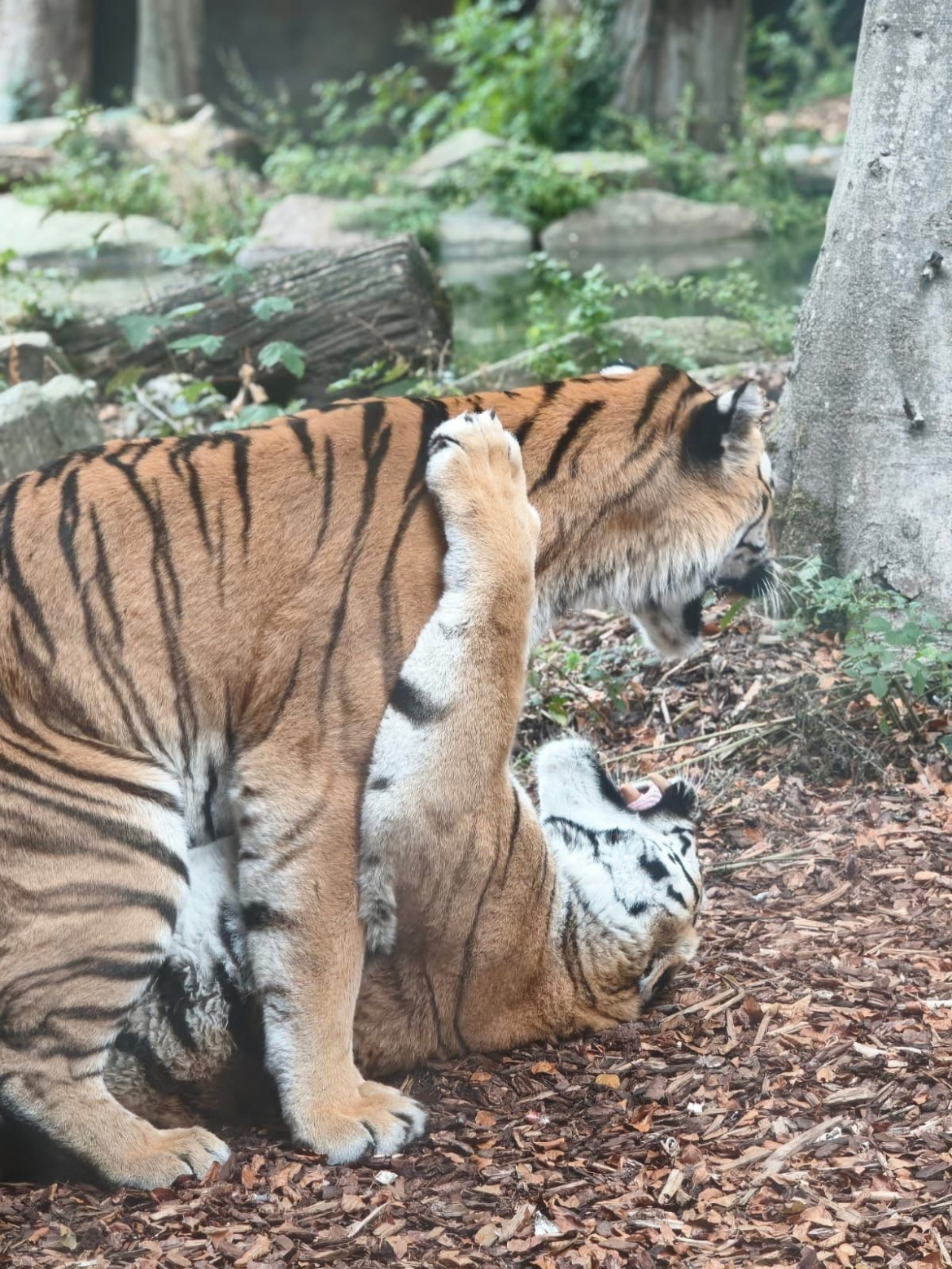 Reve_Rose_rencontre_avec_les_tigres 