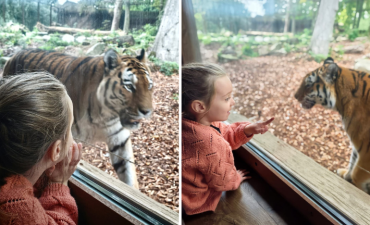 Reve_Rose_rencontre_avec_les_tigres 